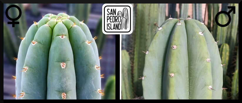 Tr. peruvianus "Shorty" x Tr. pachanoi "Blue"