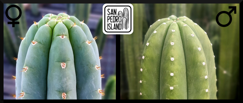 Tr. peruvianus "Shorty" x Tr. pachanoi "Chavín de Huántar" (Last Seeds)