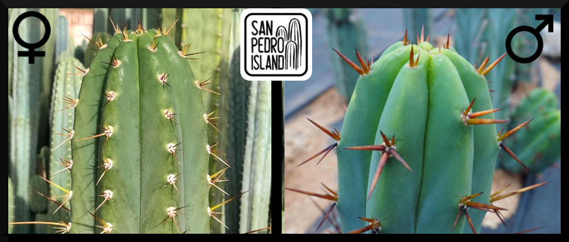 Tr. peruvianus x Tr. bridgesii "Vulcano III"