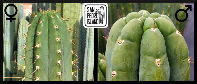 Tr. peruvianus x Tr. "Triangle"