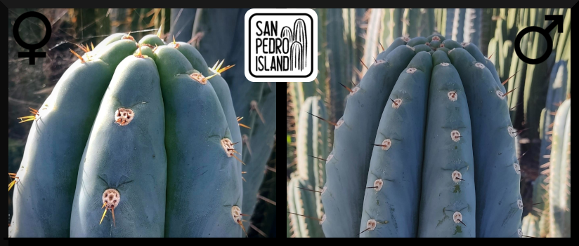 Tr. peruvianus "Tunnel" x Tr. peruvianus "10 inch"