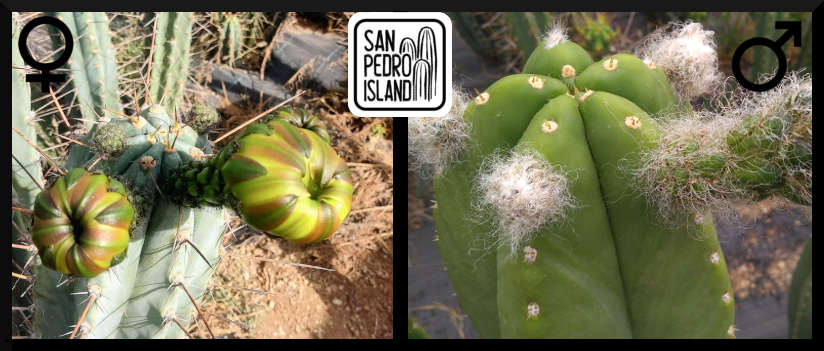 Tr. peruvianus "B-Hole" x Tr. cordobensis