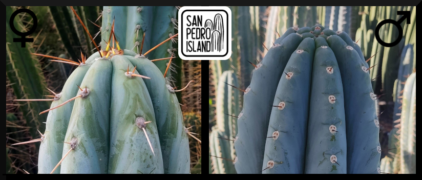 Tr. peruvianus "9 Inch" x Tr. peruvianus "10 inch"