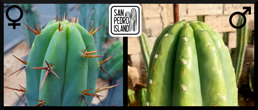 Tr. bridgesii "Vulcano III" x Tr. pachanoi "Vulture"