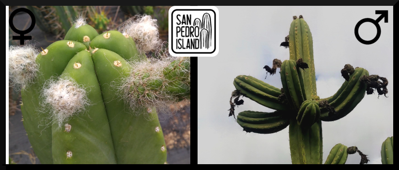 Tr. cordobensis x Tr.pachanoi "Kandelabra"