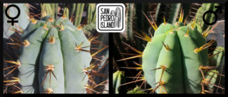 Tr. peruvianus "Matucana" x Tr. bridgesii