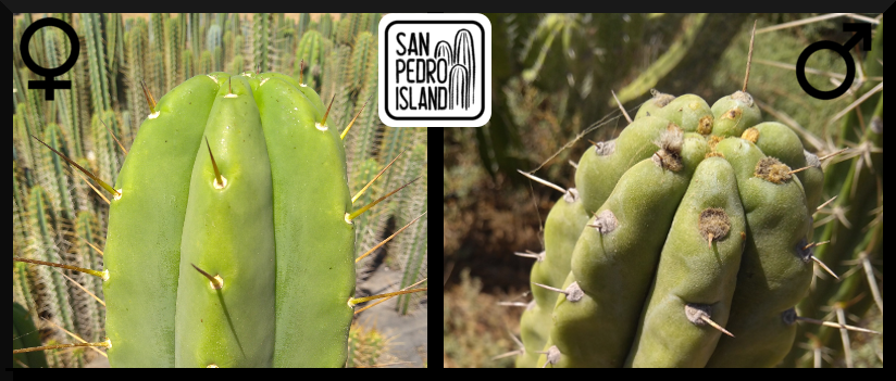 Tr. bridgesii x Tr. pachanoi "Topo Negro"