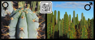 Tr. peruvianus x Open Pollinated