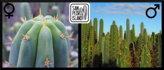 Tr. Pachanoi / Bridgesii Hybrid x Open Pollinated