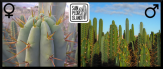 Tr. bridgesii "Big Blue Bridgesii" x Open Pollinated