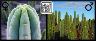 Tr. peruvianus "Shorty" x Open Pollinated