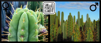 Tr. bridgesii "Bitter King" x Open Pollinated