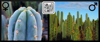 Tr. peruvianus "San Pedro Island" x Open Pollinated