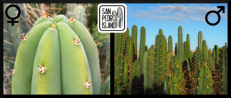 Tr. pachanoi "Keith" x Open Pollinated