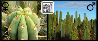 Tr. pachanoi Hybrid 6 x Open Pollinated