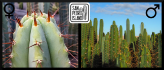 Tr. bridgesii "Vulcano 5" x Open Pollinated