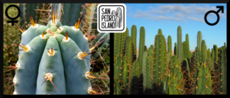 Tr. peruvianus "Rio Lurin" x Open Pollinated