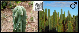 Tr. bridgesii "Blue Tornado" x Open Pollinated