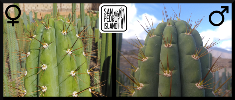 Tr. peruvianus var. cuzcoensis x Tr. peruvianus var. knuthianus