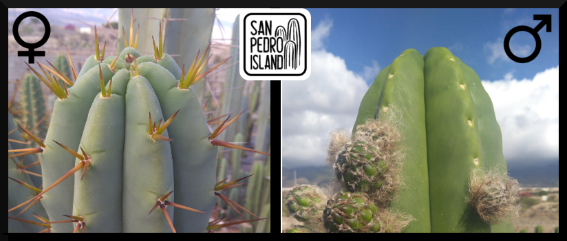 Tr. bridgesii "Big Blue Bridgesii" x Tr. scopulicola (Last Seeds)