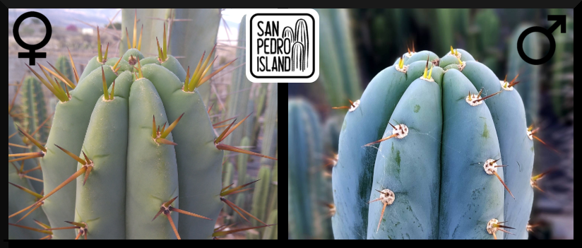 Tr. bridgesii "Big Blue Bridgesii" x Tr. peruvianus "San Pedro Island"