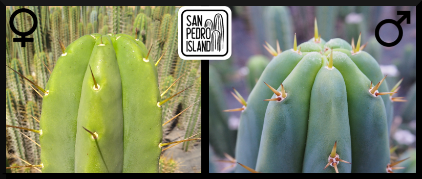 Tr. bridgesii x Tr. pachanoi Hybrid 1 (Last Seeds)