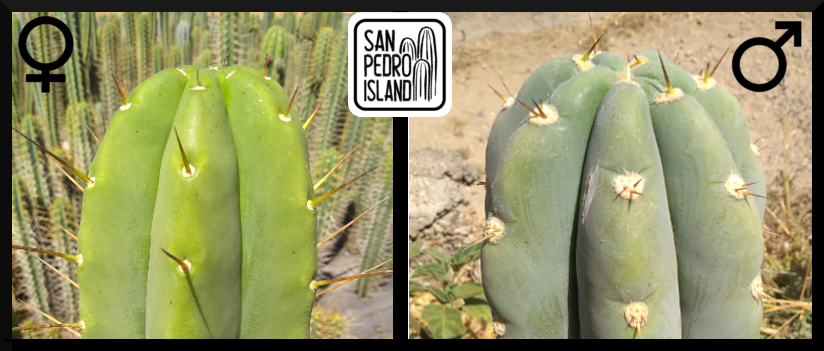 Tr. bridgesii x Tr. peruvianus "Canary"