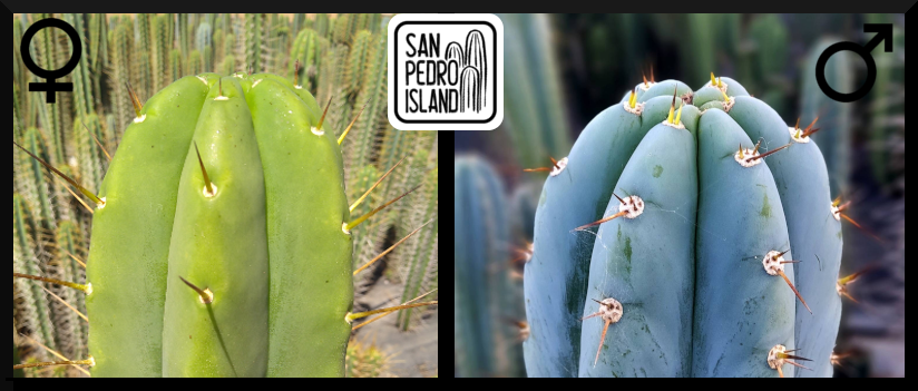 Tr. bridgesii x Tr. peruvianus "San Pedro Island"