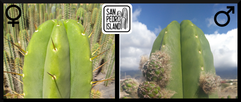 Tr. bridgesii x Tr. scopulicola