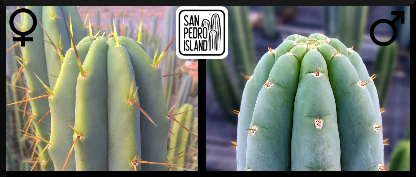 Tr. bridgesii x Tr. peruvianus "Shorty"