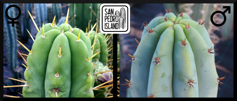 Tr. bridgesii "Bitter King" x Tr. pachanoi "Griseus"