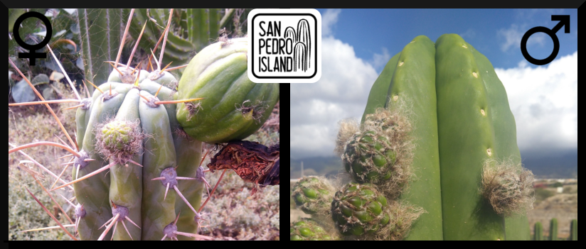 Tr. peruvianus "Crazy Spines" x Tr. scopulicola (Last Seeds)