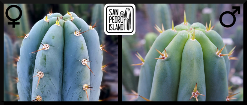 Tr. peruvianus "San Pedro Island" x Tr. pachanoi Hybrid 1