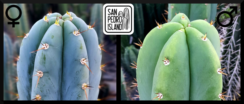 Tr. peruvianus "San Pedro Island" x Tr. pachanoi Hybrid 3