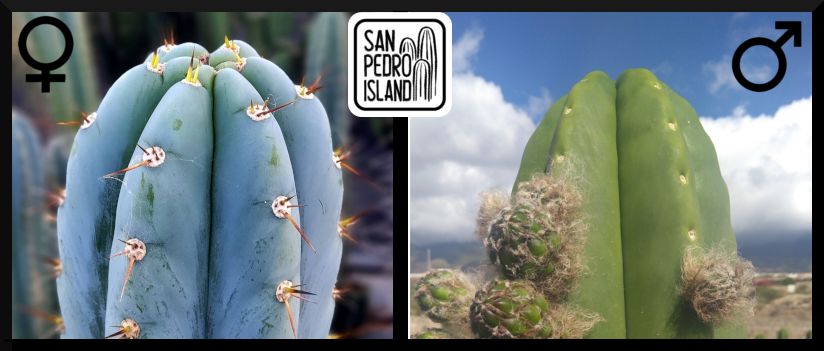 Tr. peruvianus "San Pedro Island" x Tr. scopulicola