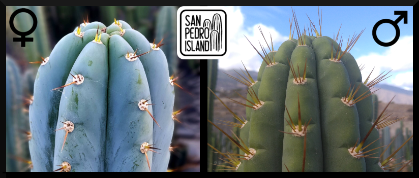 Tr. peruvianus "San Pedro Island" x Tr. peruvianus var. knuthianus