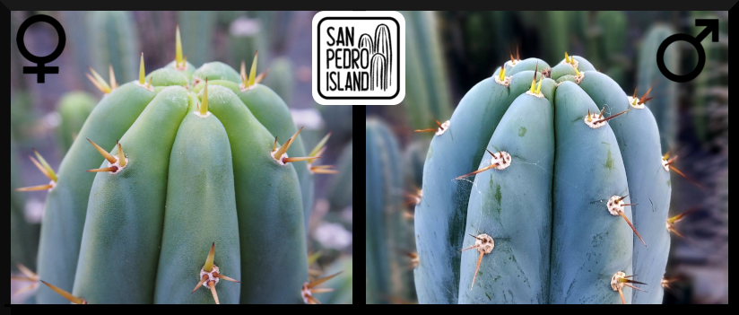 Tr. pachanoi Hybrid 1 x Tr. peruvianus "San Pedro Island"