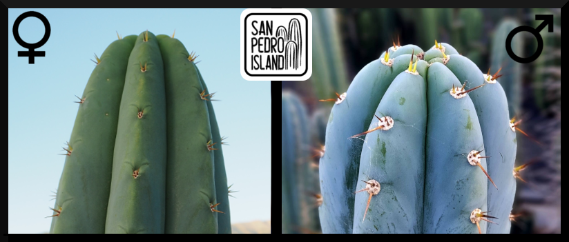 Tr. pachanoi "Giganteus" x Tr. peruvianus "San Pedro Island" (Last Seeds)