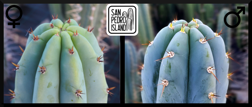 Tr. pachanoi "Griseus" x Tr. peruvianus "San Pedro Island"