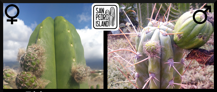 Tr. scopulicola x Tr. peruvianus "Crazy Spines"