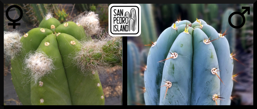 Tr. cordobensis x Tr. peruvianus "San Pedro Island"