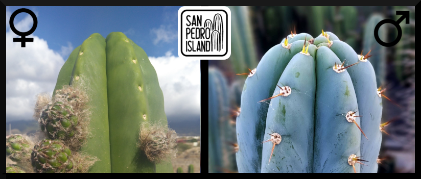 Tr. scopulicola  x Tr. peruvianus "San Pedro Island"