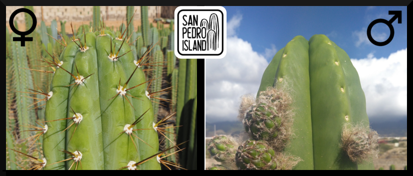 Tr. peruvianus var. cuzcoensis x Tr. scopulicola (Last Seeds)