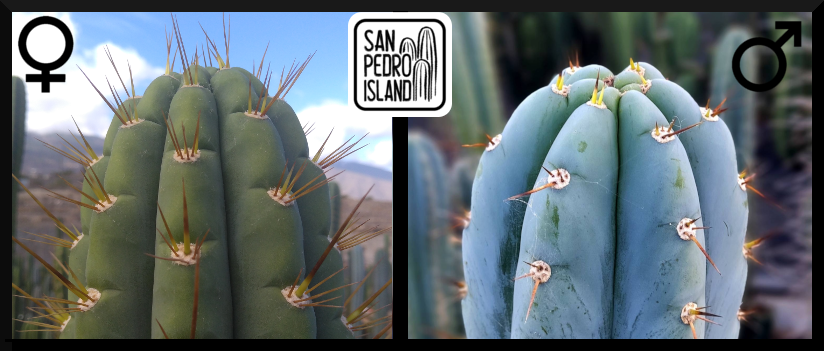 Tr. peruvianus var. knuthianus x Tr. peruvianus "San Pedro Island"