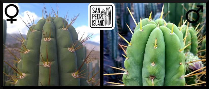 Tr. peruvianus var. knuthianus x Tr. bridgesii "Bitter King"