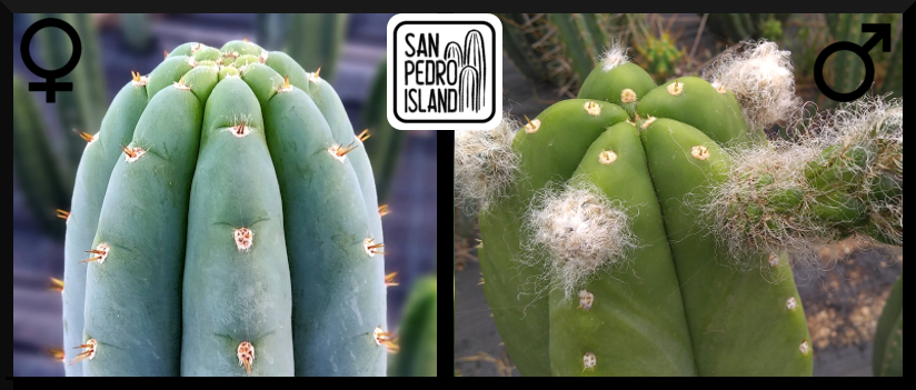 Tr. peruvianus "Shorty" x Tr. cordobensis