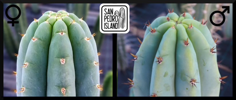 Tr. peruvianus "Shorty" x Tr. pachanoi "Griseus"