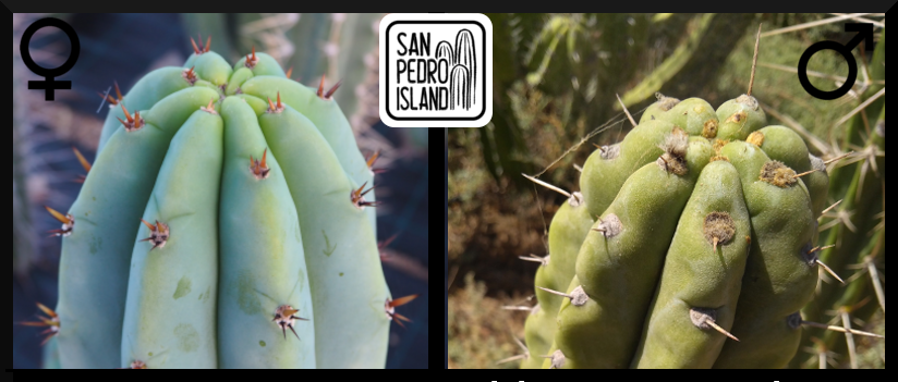 Tr. pachanoi "Griseus" x Tr. pachanoi "Topo Negro"