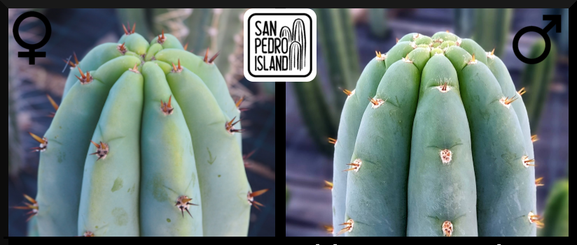 Tr. pachanoi "Griseus" x Tr. peruvianus "Shorty"