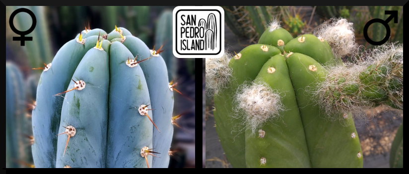 Tr. peruvianus "San Pedro Island" x Tr. cordobensis